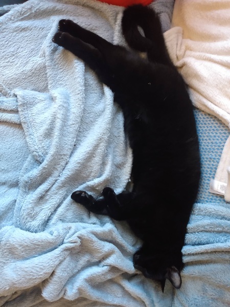 Lucky black cat appreciation thread