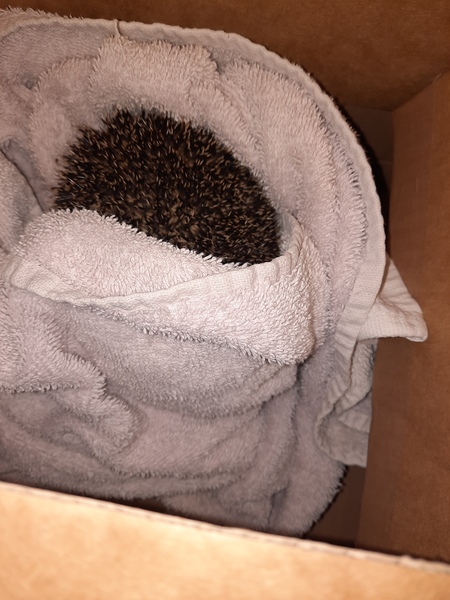 How do you catch a hedgehog?