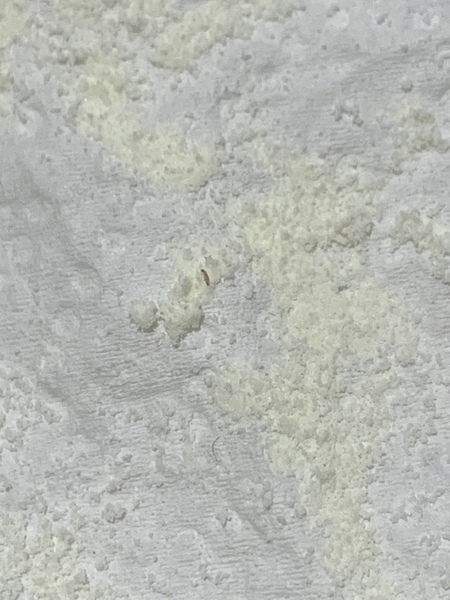 Insect in formula