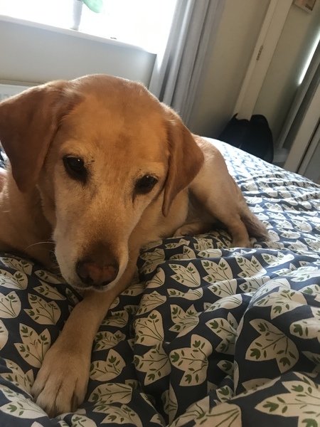 What dog would you recommend?