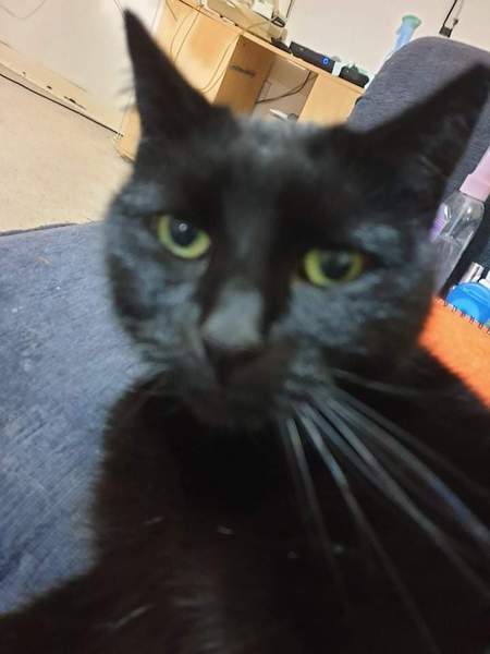 Show me your black cats!