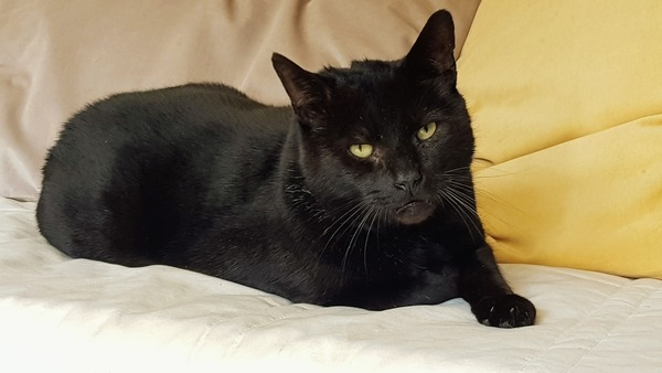 Show me your black cats!