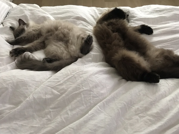 To wonder where the hell the cat has been