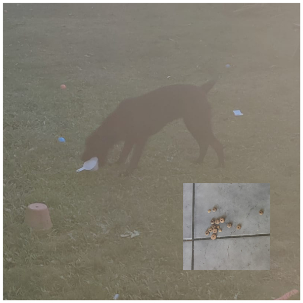 Puppy survival thread. Oct/Nov fireworks!