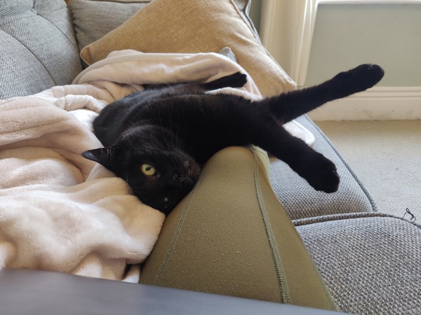 The cat is broken...