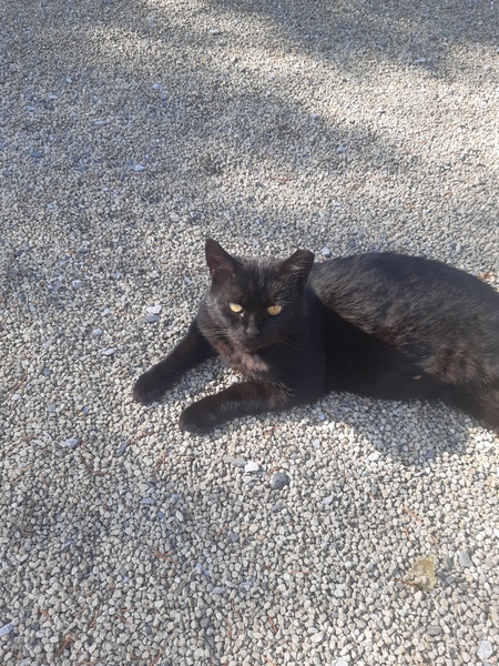 Do your black cats wear collars?