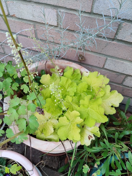 Lasagne planting