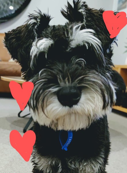 Who fancies a lovely thread filled with dogs?