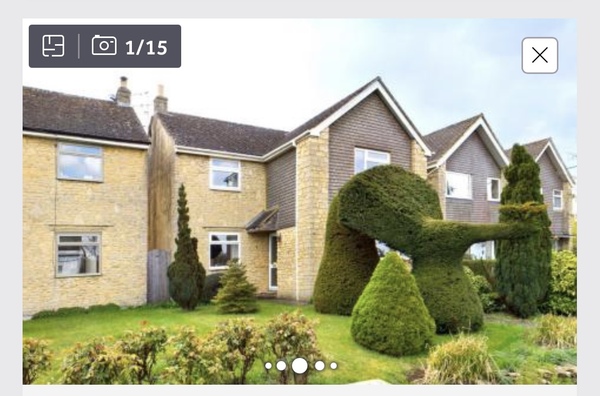 What is this hedge meant to be?!