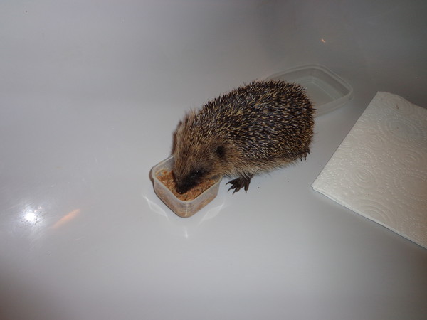 How do you catch a hedgehog?