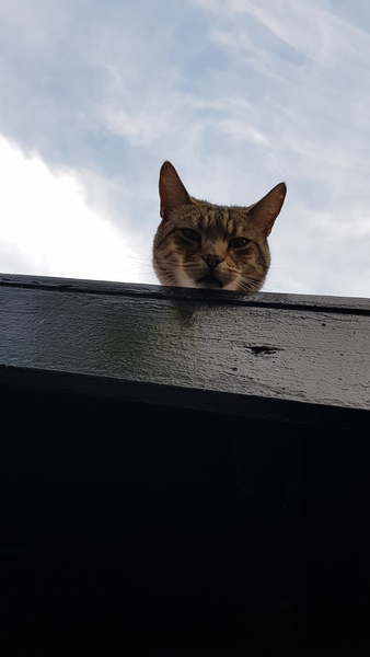 Brexit Megathread - Part 2 because it's not over by a long shot