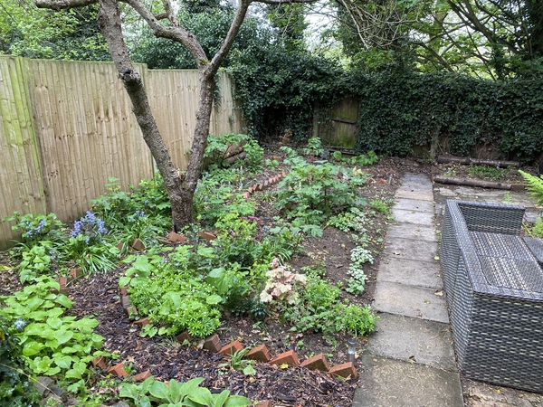"Re-wilding" a shady area