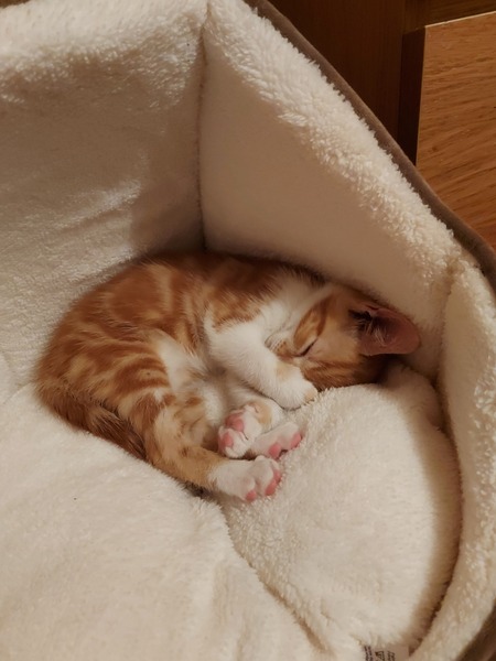 Kitten toys.