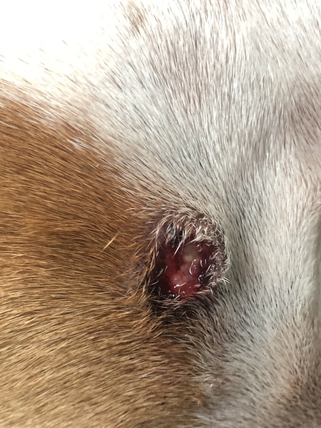 Wound on dogs head