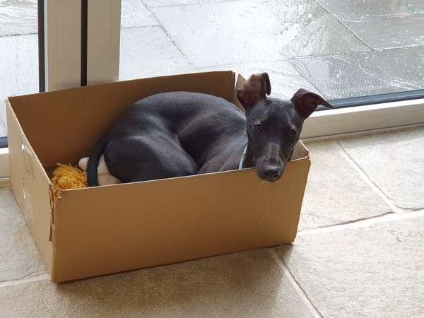 Talk to me about whippet puppies 😁