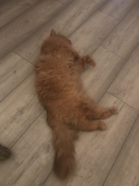 Chez Ollie - "Give me your tired, your paw, your purring masses..." - All welcome