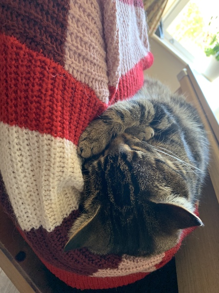 Help!  I'm trapped under a cat