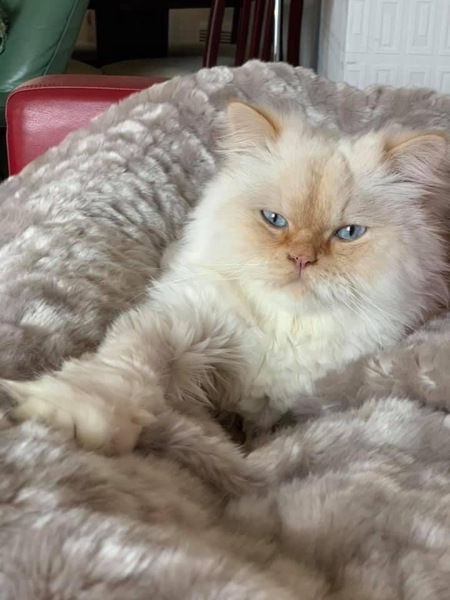 Ridiculous things you do for or because of your cat?