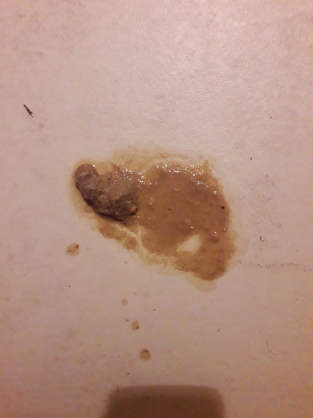 Is this cat vomit, or something worse?