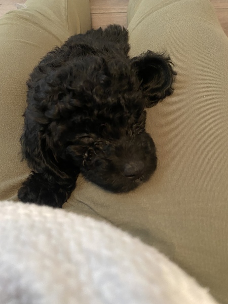 Getting a puppy on Friday