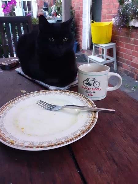 What have you done to annoy your cat today?