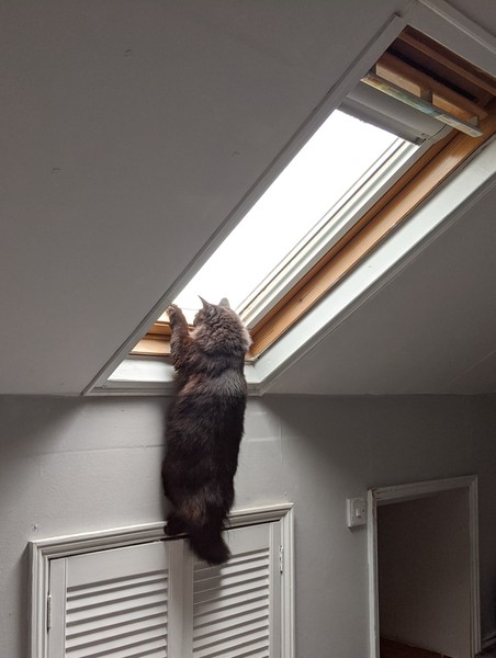 What have you done to annoy your cat today?