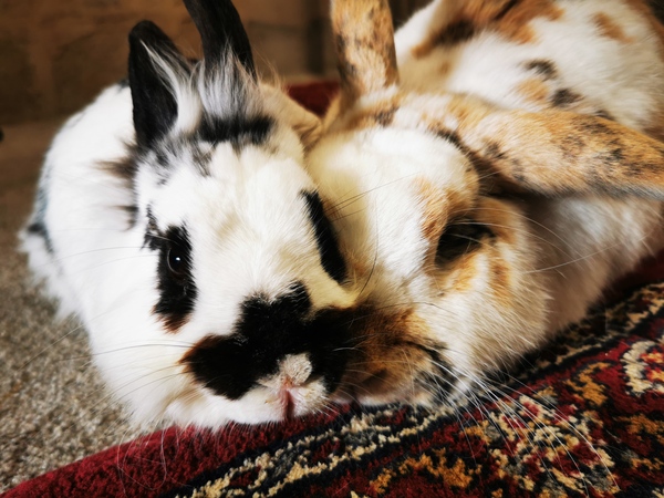 Inspired by the dog thread would anyone like to talk rabbits?