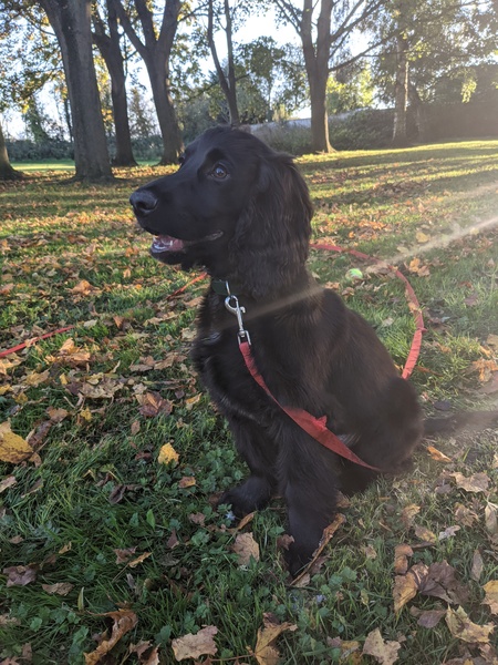 Puppy survival thread. Oct/Nov fireworks!