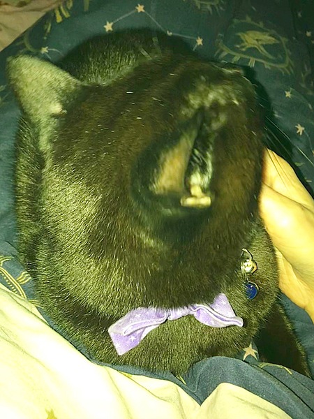 Lucky black cat appreciation thread