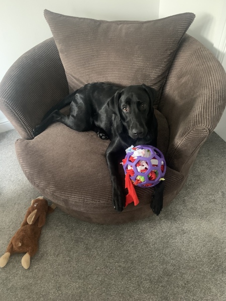 Puppy survival thread. Oct/Nov fireworks!