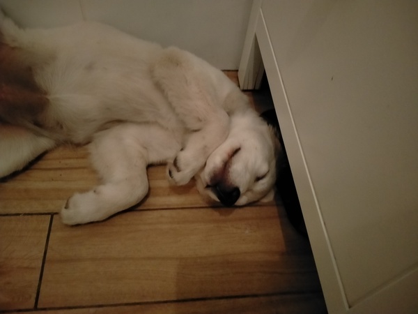 Puppy survival thread. Oct/Nov fireworks!
