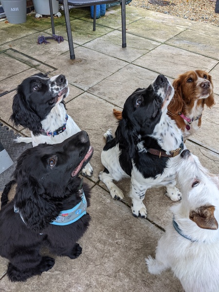 Puppy survival thread. Oct/Nov fireworks!