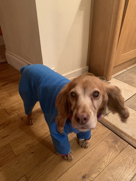 Who fancies a lovely thread filled with dogs?