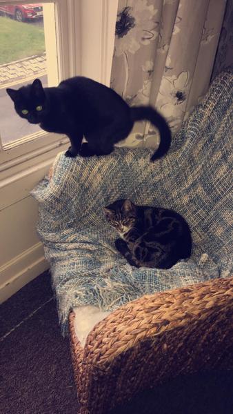 The cat is broken...