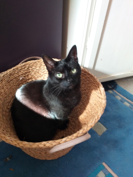 Lucky black cat appreciation thread