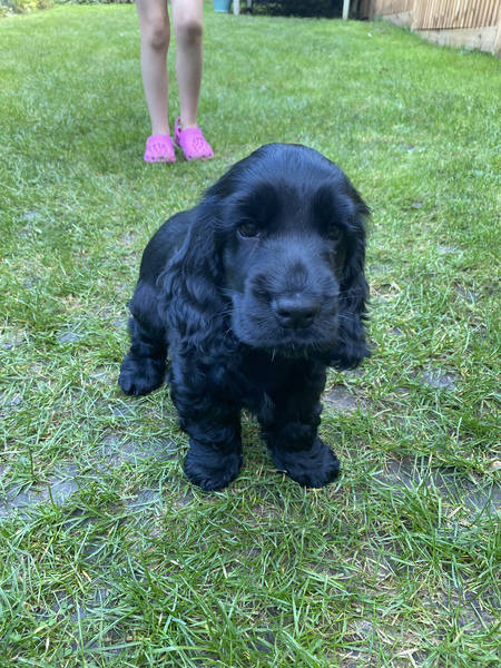 Puppy survival thread. Cold nights in the garden ... yeah...no
