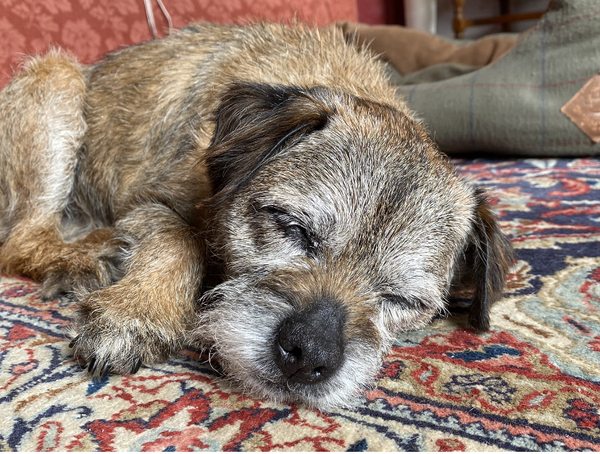 Border terriers