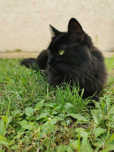 Lucky black cat appreciation thread