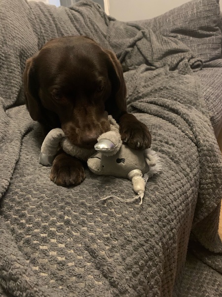 Who fancies a lovely thread filled with dogs?