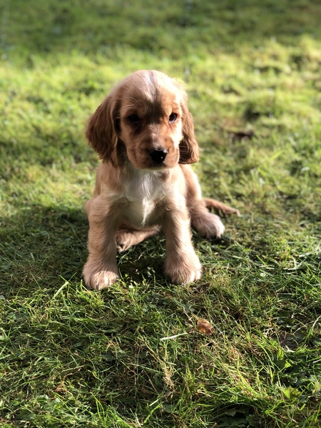 Puppy survival thread. Oct/Nov fireworks!