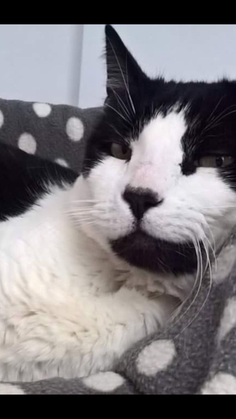 Brexit Megathread - Part 2 because it's not over by a long shot