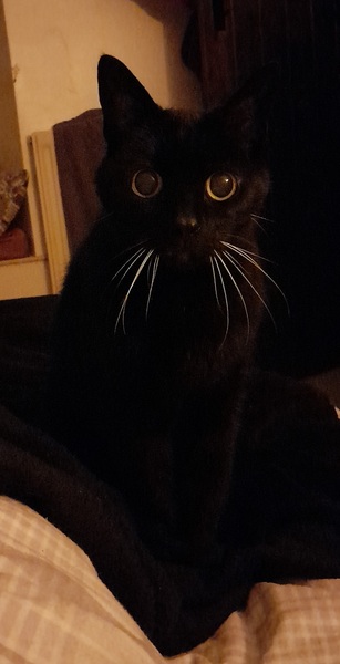 Lucky black cat appreciation thread