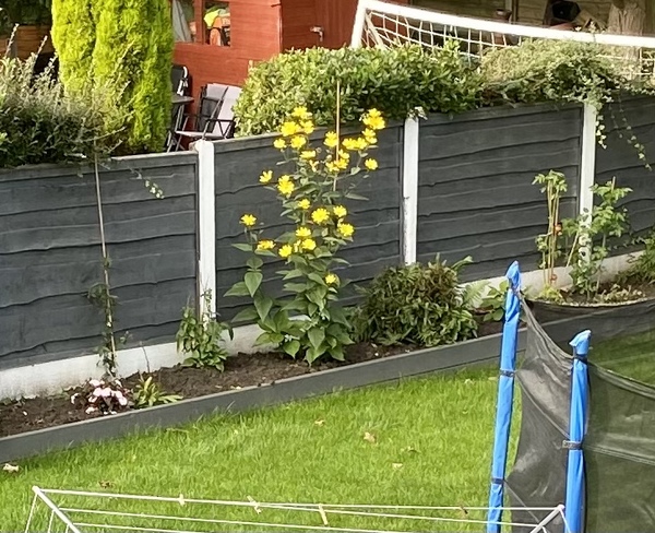 Anyone know what this is ?