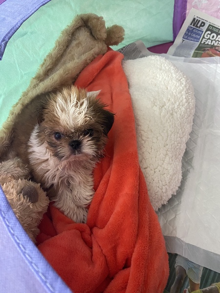 Puppy survival thread. Cold nights in the garden ... yeah...no