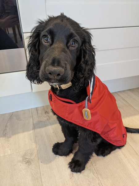 Puppy survival thread. Cold nights in the garden ... yeah...no