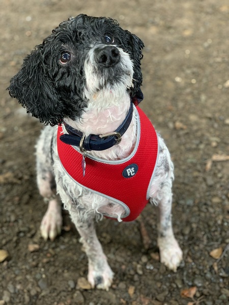 Who fancies a lovely thread filled with dogs?