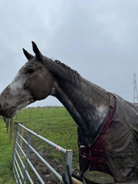 If you have a grey hippo that lives out, how do you manage if you want to compete in the winter?