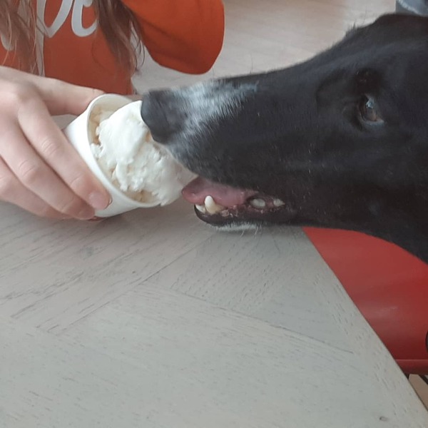 Greyhound menu ideas please