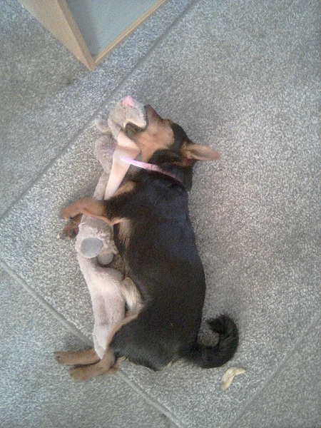 Who fancies a lovely thread filled with dogs?
