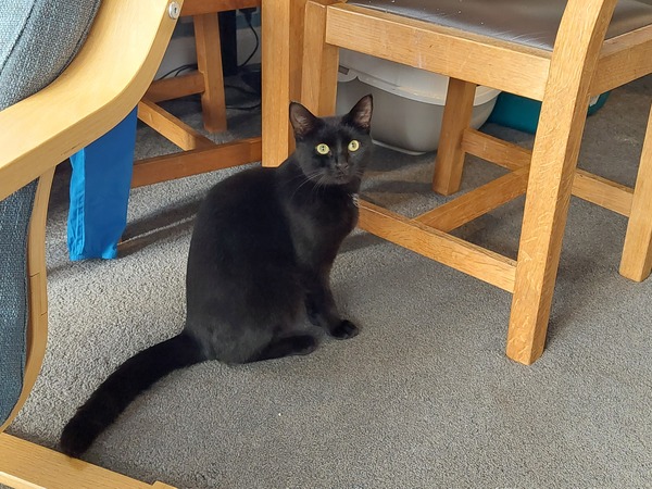Lucky black cat appreciation thread